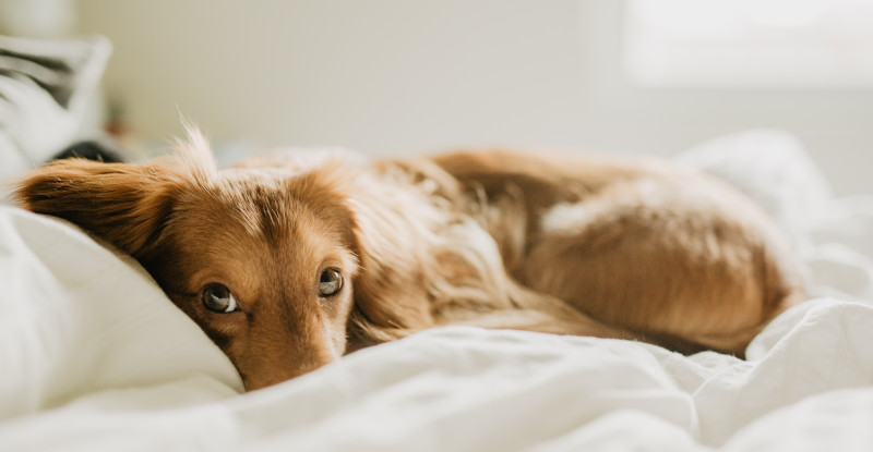 pet dog in the bed