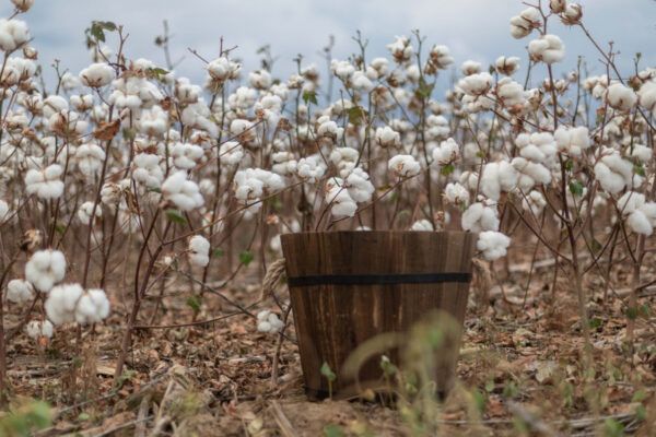 what-is-egyptian-cotton-growing-cotton-cotton-plant-plants